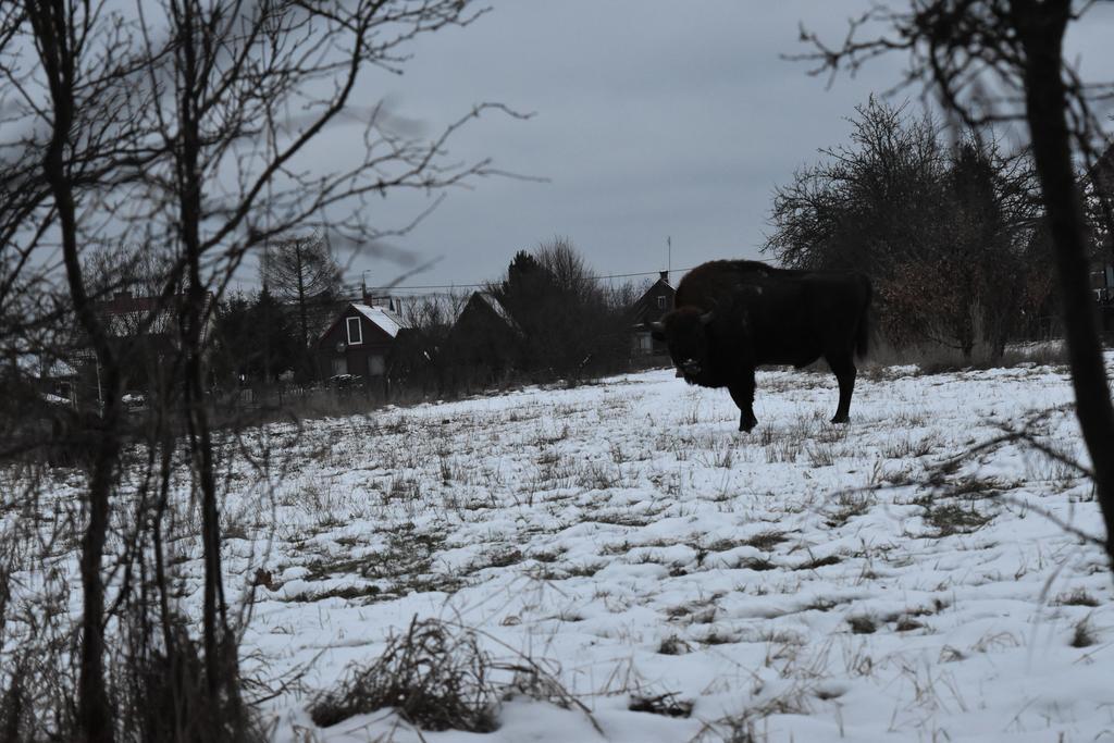 Homestay Jaskolka Bialowieza