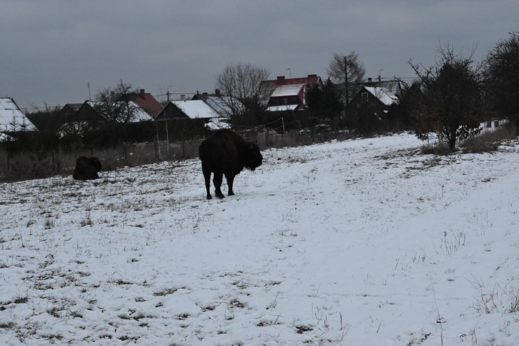 Jaskolka * Bialowieza